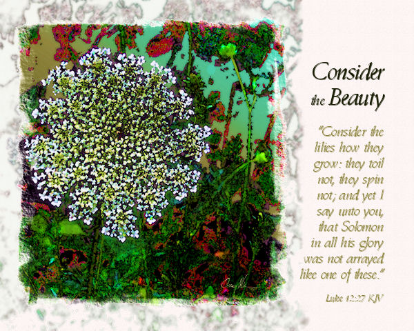 Consider the Beauty ...